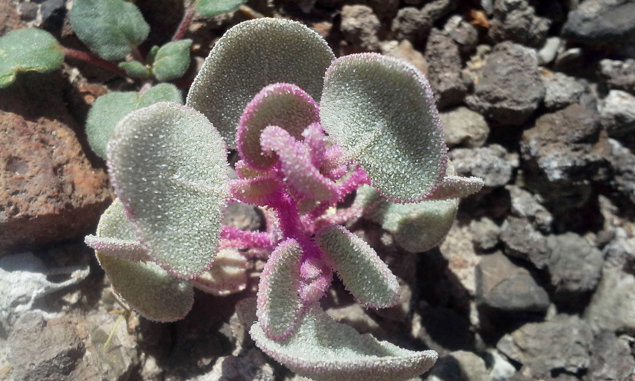 Image of sack saltbush