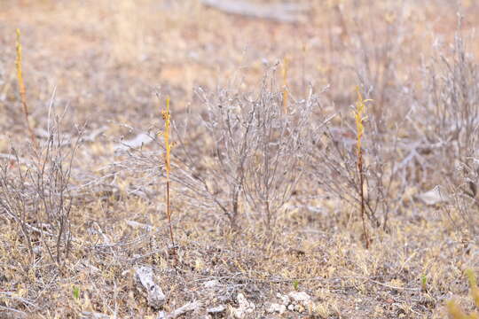 Image of Elbow orchids