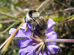 Image of Bombus exil (Skorikov 1922)