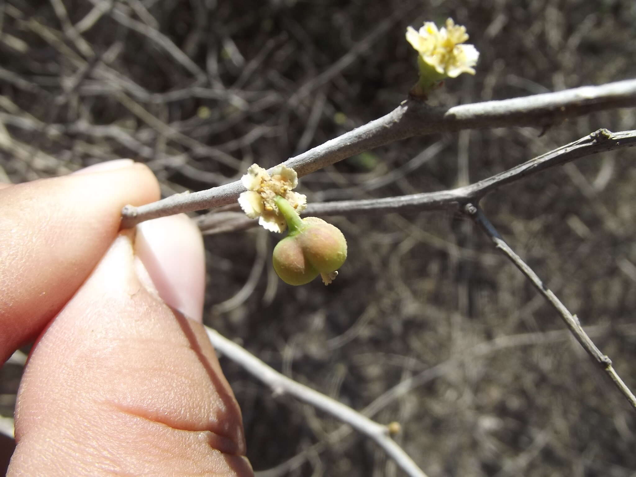 Image of Euphorbia californica Benth.