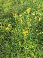 Image of sweetscented marigold