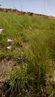 صورة Dierama mossii (N. E. Br.) Hilliard