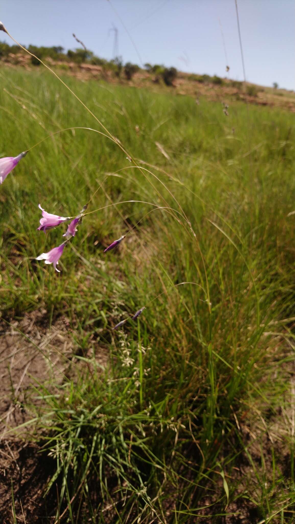 صورة Dierama mossii (N. E. Br.) Hilliard