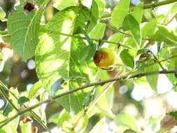 Image of Rust-and-yellow Tanager