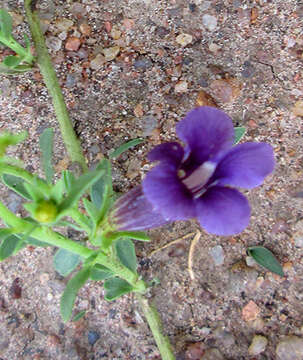 Imagem de Peliostomum leucorrhizum E. Mey. ex Benth.