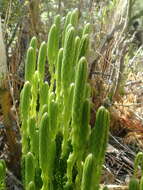 Image of Austrolycopodium magellanicum (Beauv.) Holub