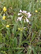 Imagem de Cardamine trifida (Lam. ex Poir.) B. M. G. Jones