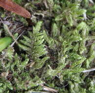 Image of hypnum moss