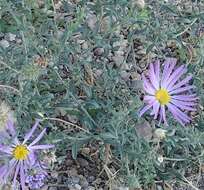 Imagem de Dieteria asteroides var. asteroides