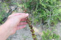 صورة Penstemon murrayanus Hook.