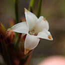 Dracophyllum palustre Cockayne ex W. R. B. Oliver的圖片