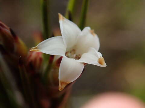 Image de Dracophyllum palustre Cockayne ex W. R. B. Oliver