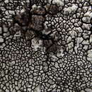 Image of California mountain lichen