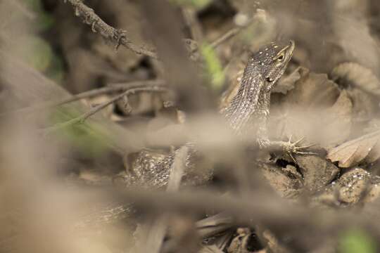 Image of Modest Whorltail Iguana