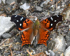 Image of Hypanartia kefersteini Doubleday (1847)