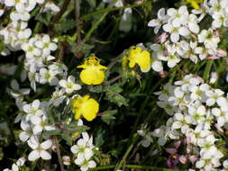 Image of Hemimeris centrodes Hiern