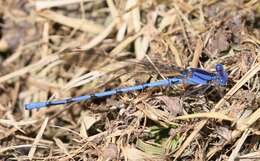 Image of Argia anceps Garrison 1996