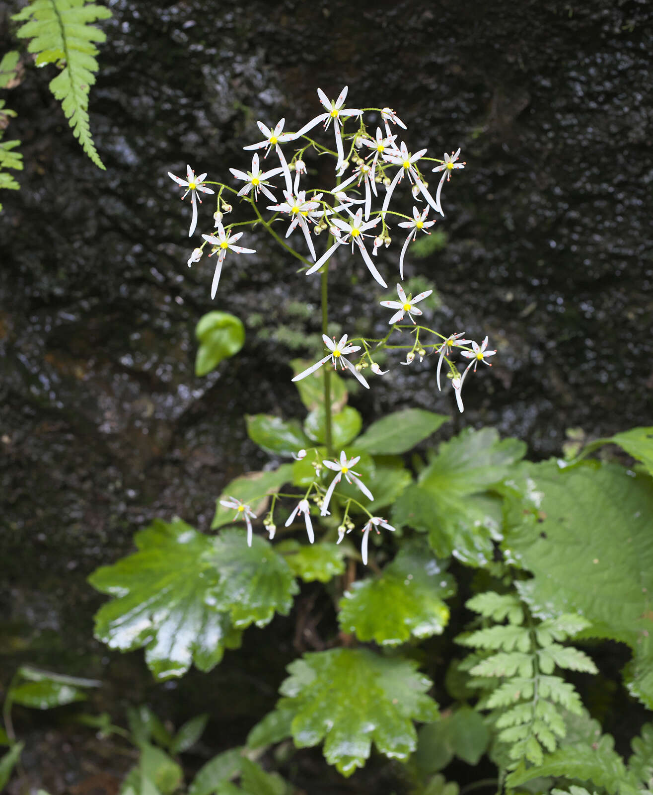 Sivun Saxifraga fortunei var. alpina (Matsumura & Nakai) Nakai kuva