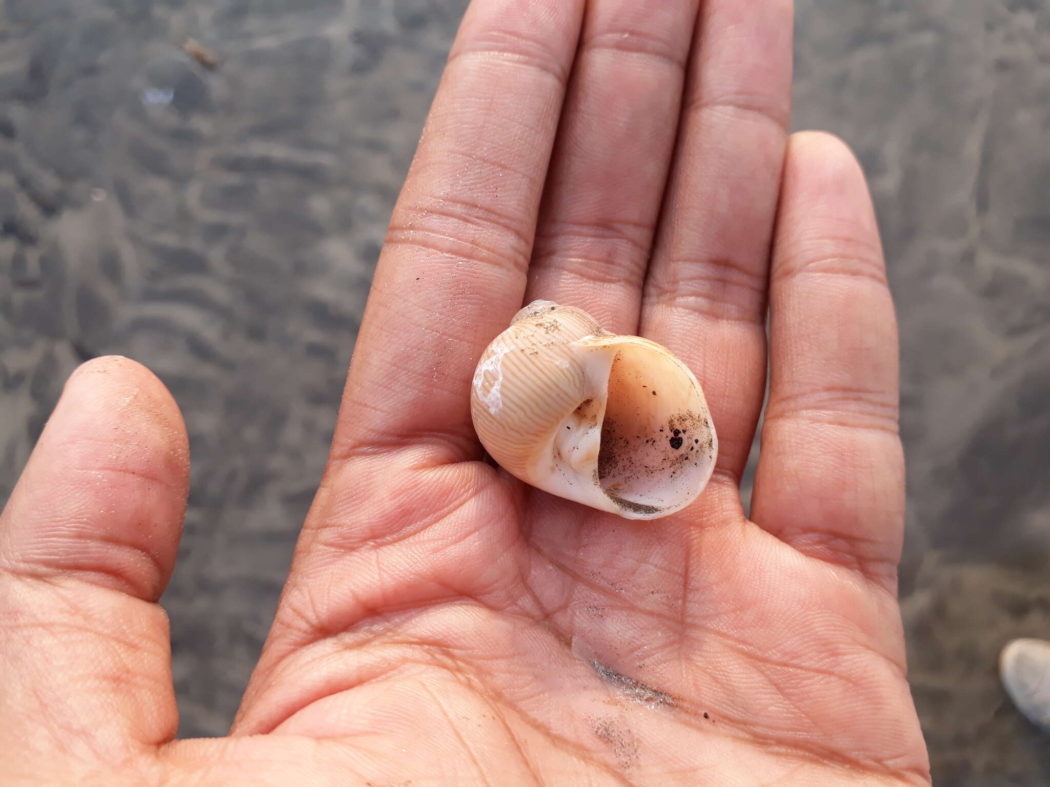 Image of lined moonsnail