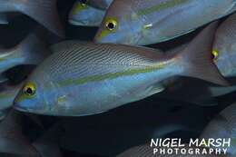 Image of Yellow-banded snapper