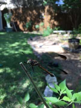 Image of Gray-waisted Skimmer