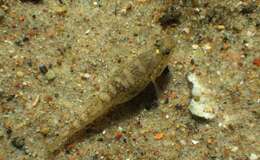 Image of Common Goby