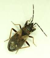 صورة Eremocoris borealis (Dallas & W. S. 1852)