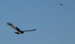 Image of Long-winged Harrier