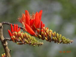 Plancia ëd Erythrina suberosa Roxb.