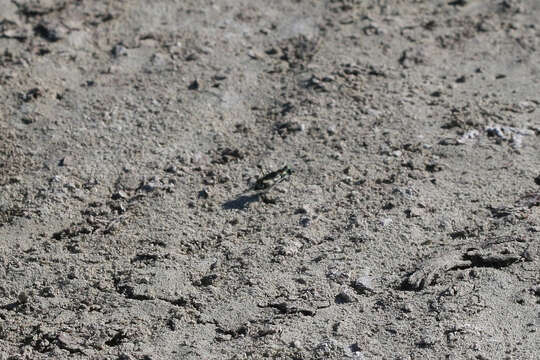 Image of Cicindela (Cicindelidia) willistoni echo Casey 1897