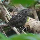 Image of Streaked Wren-Babbler