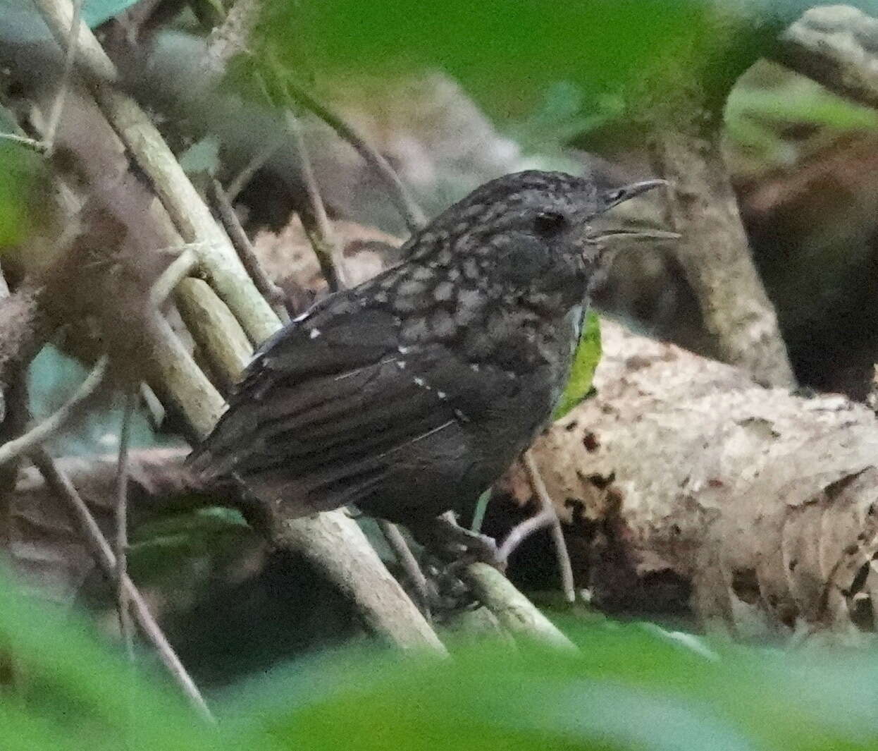 Image of Streaked Wren-Babbler