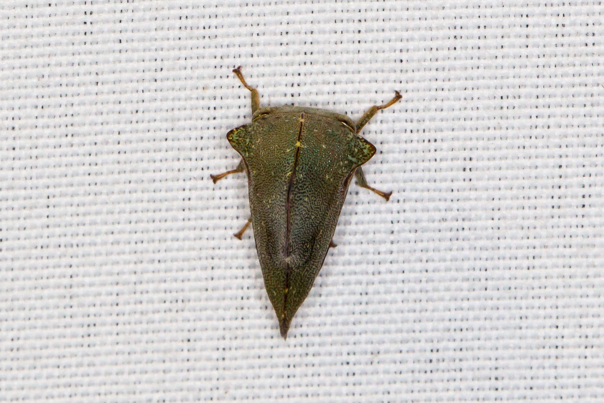 Image of Telamona monticola Fabricius