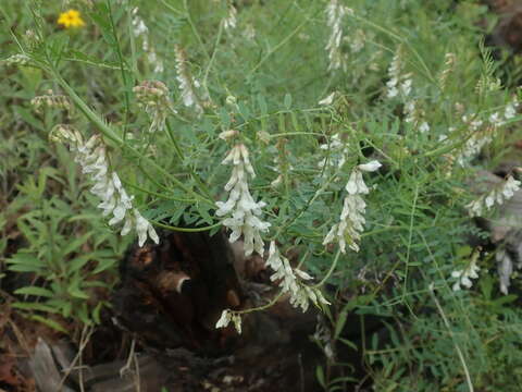 Image of sweetclover vetch