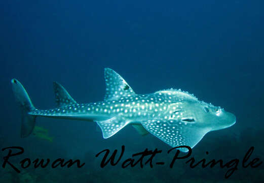 Image of bowmouth guitarfish