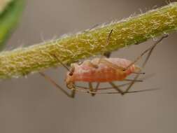 Image of pea aphid