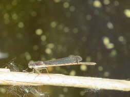 Image of Common Winter Damsel