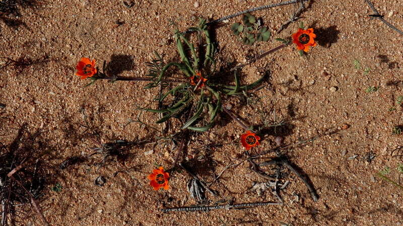 Image of Gorteria diffusa subsp. calendulacea (DC.) Roessler