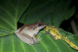 Image of Robber Frog