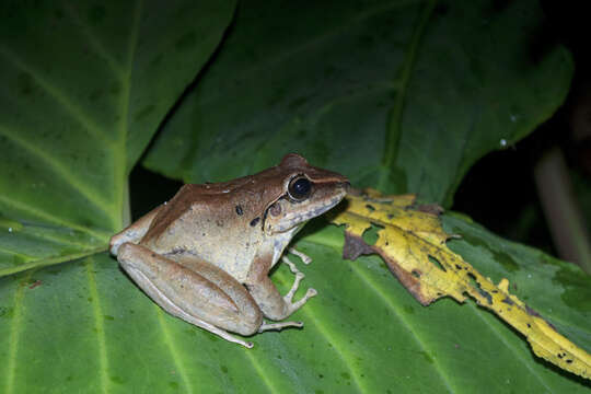 Image de Craugastor raniformis (Boulenger 1896)