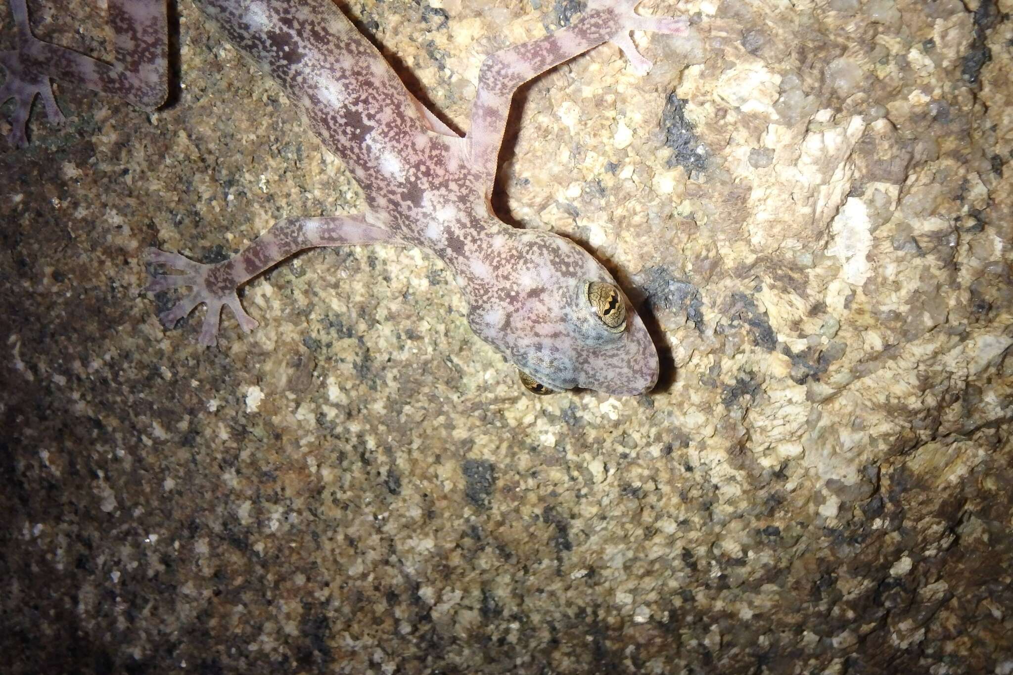 Image of Illingworth's Gecko