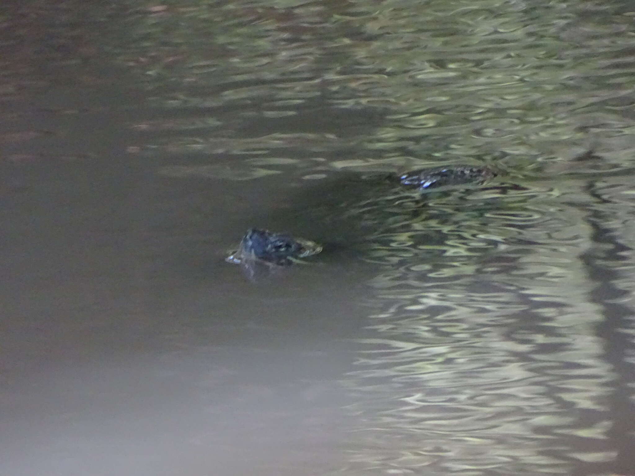 Image of Black-bellied Slider