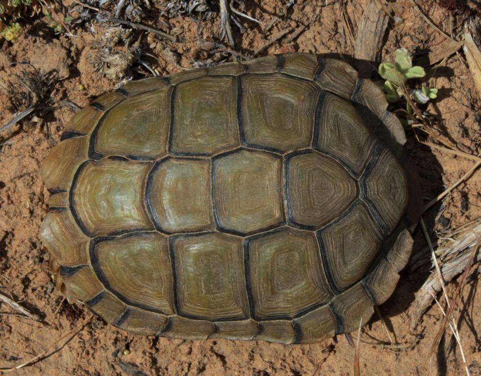 Image of Karroo Tortoise