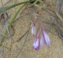 Plancia ëd Gladiolus gueinzii Kunze