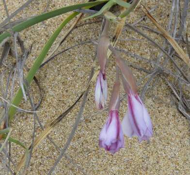 Image of Gladiolus gueinzii Kunze