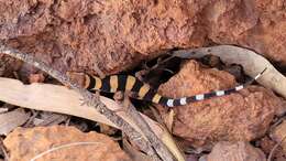 Image of Cave Prickly Gecko