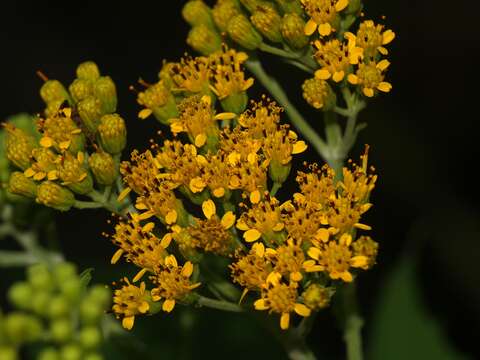 Image of Verbesina olsenii B. L. Turner