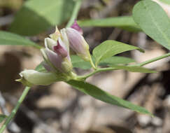 صورة Rhinotropis cornuta var. cornuta