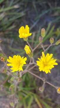 Image of Hieracium megacephalum Nash