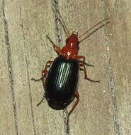 Lebia (Loxopeza) atriventris Say 1823 resmi